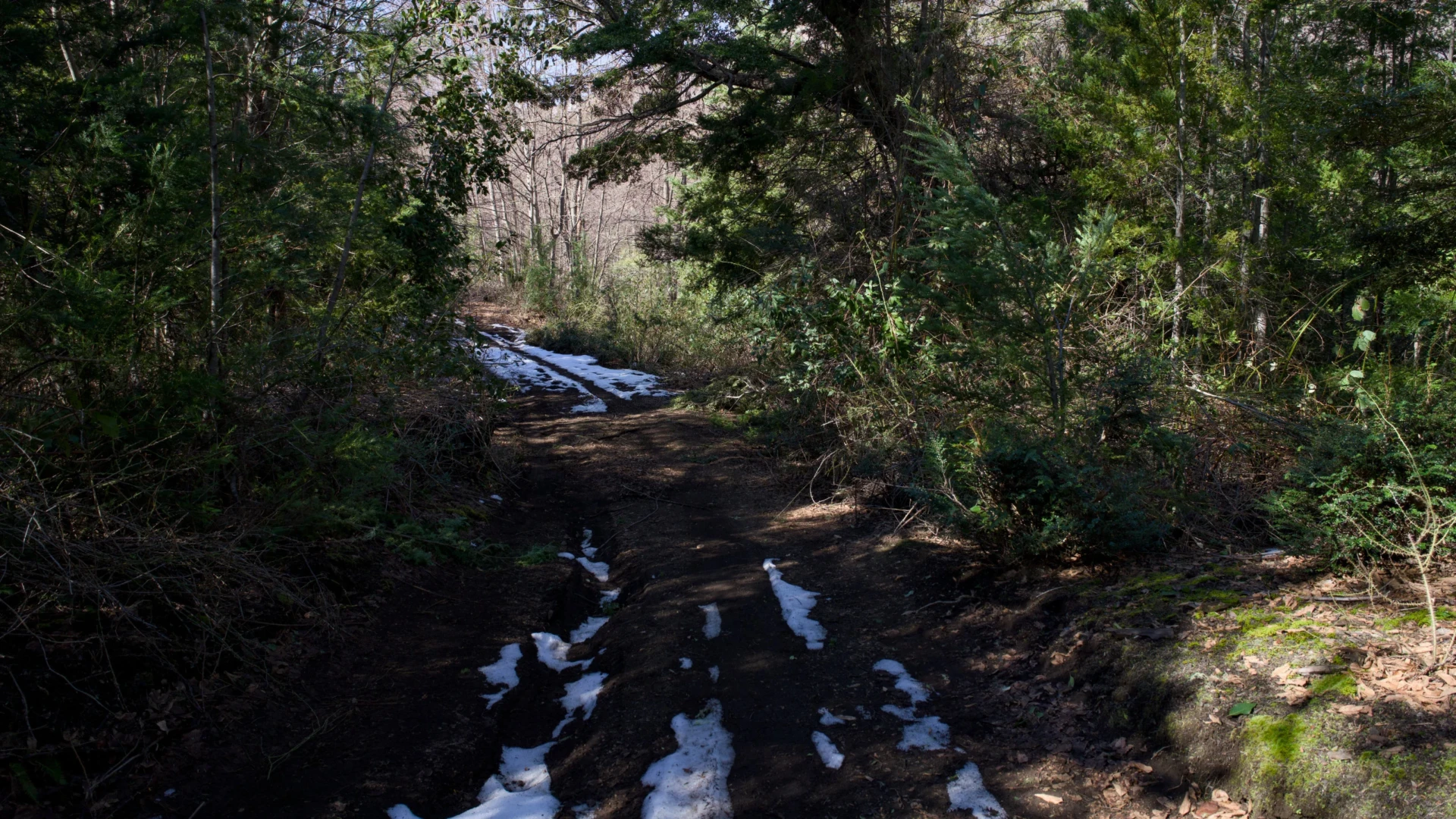 Bosque Nativo
